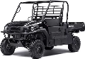Mule
